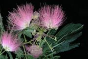 Albizzia julibrissin Durazz